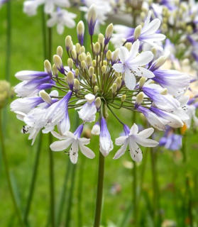 Agapanthus 'Fireworks'